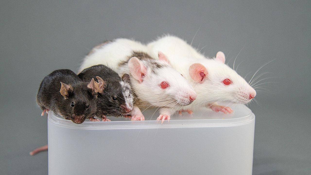 Кто завелся в доме: мышь или крыса?