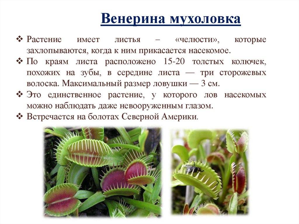 Хищные растения: фото и названия