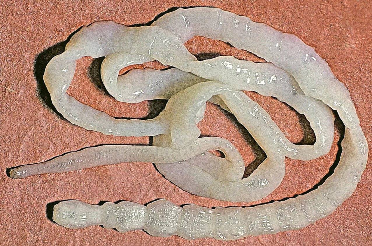 Чем опасны ленточные черви у человека и их симптомы