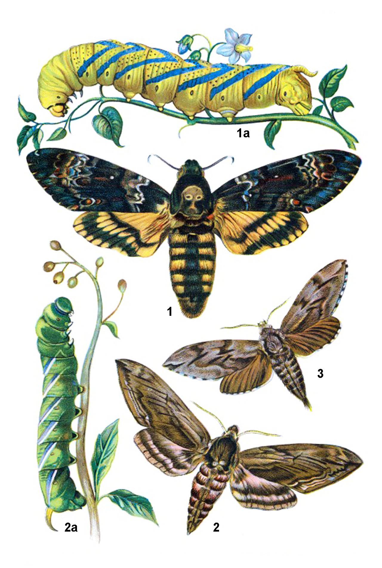Acherontia Atropos гусеница бабочка