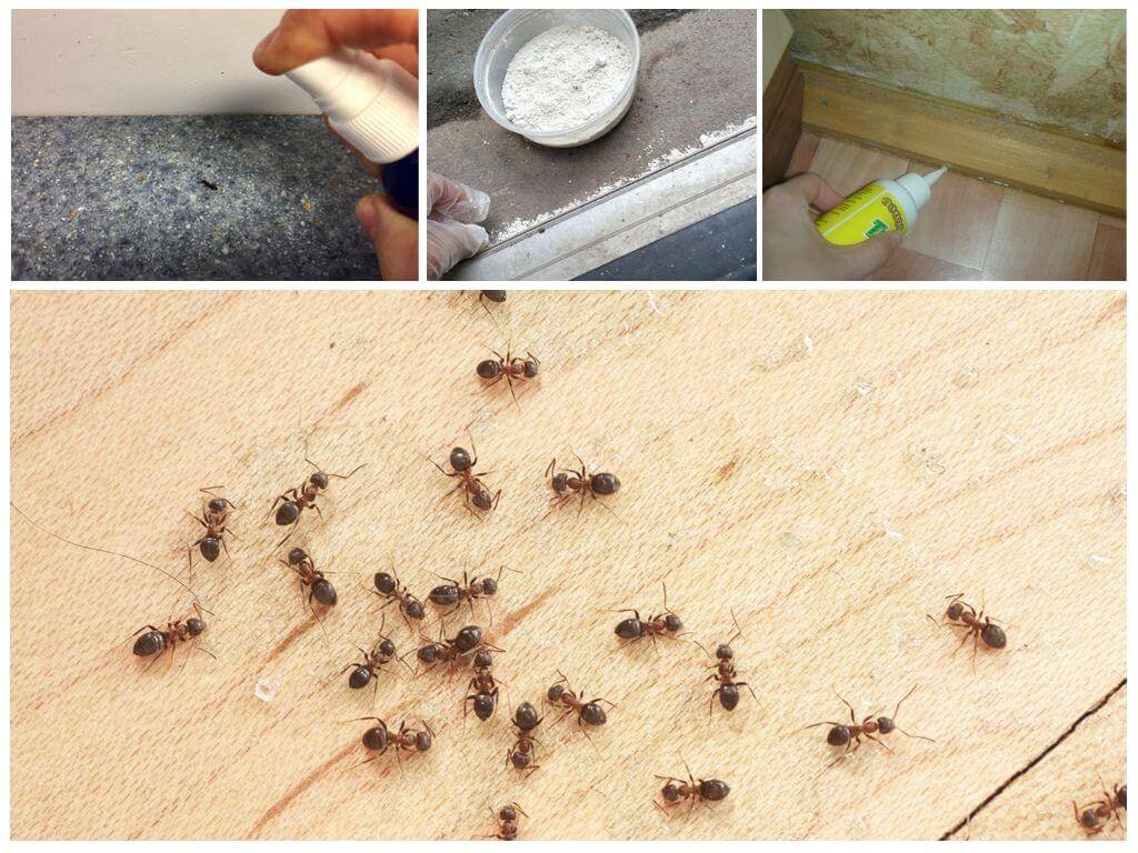 Как избавиться от рыжих муравьев в квартире: лучшие способы