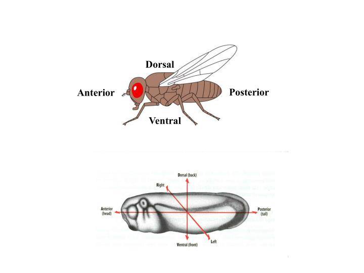Откуда берутся мухи дрозофилы и как их вывести?