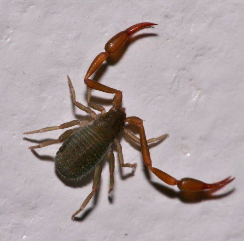 Жук с клешнями – насекомое, похожее на скорпиона