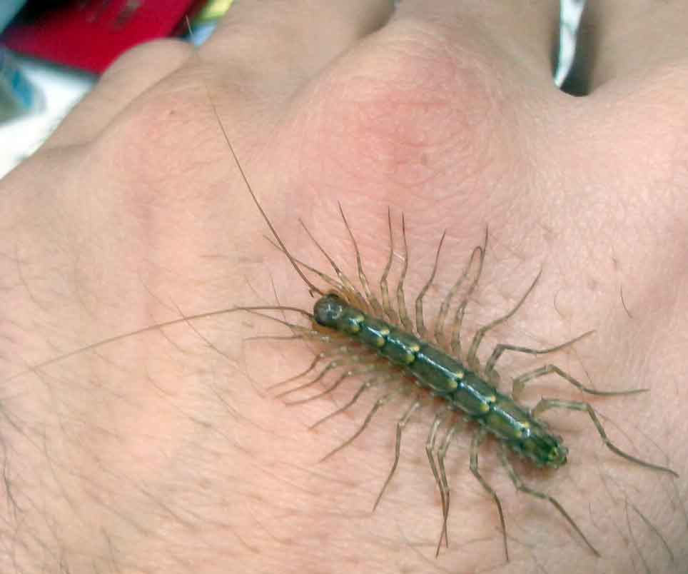 Кто такие сколопендры: характеристика этих насекомых, где обитают и опасен ли её укус для человека