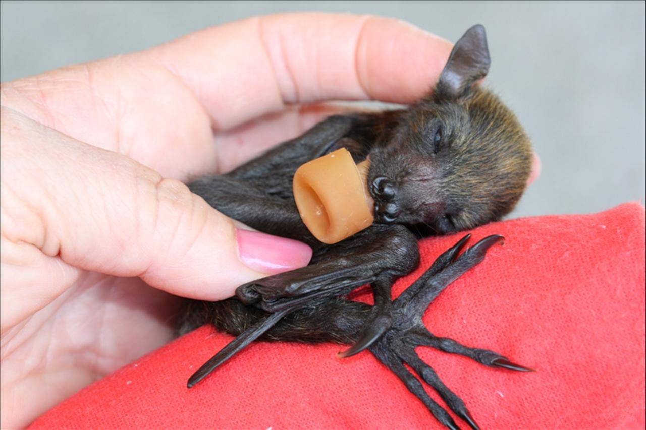 Что едят летучие мыши в домашних условиях: чем и сколько надо кормить, чем питаются животные