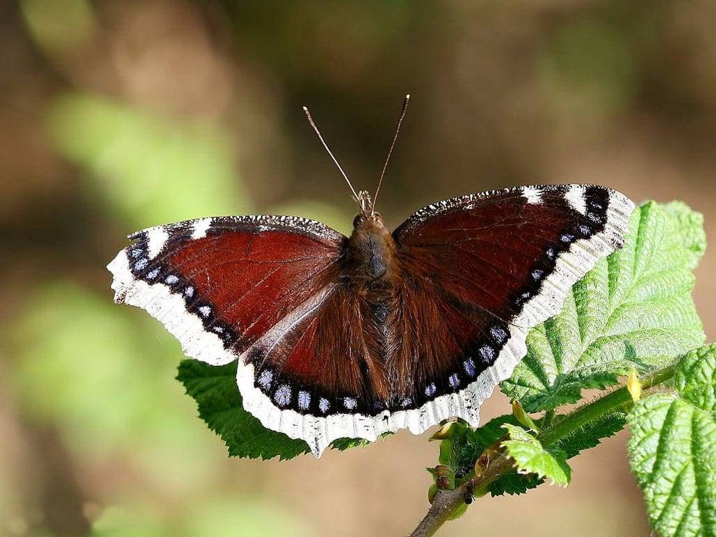 Траурница – красивая бабочка с печальным названием - животные