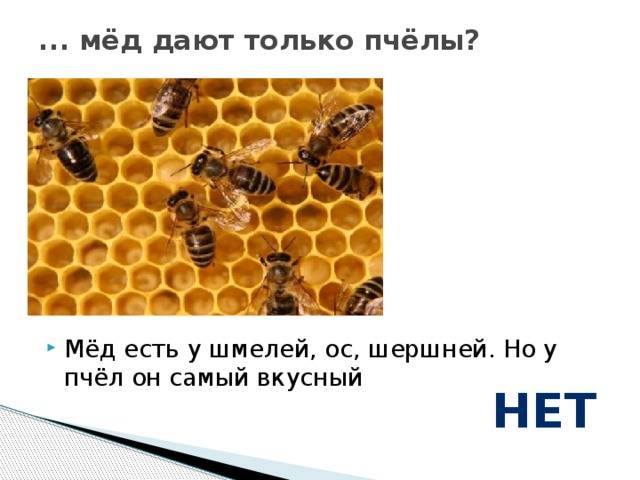 Как делают осы мед: факты и отличия от пчел