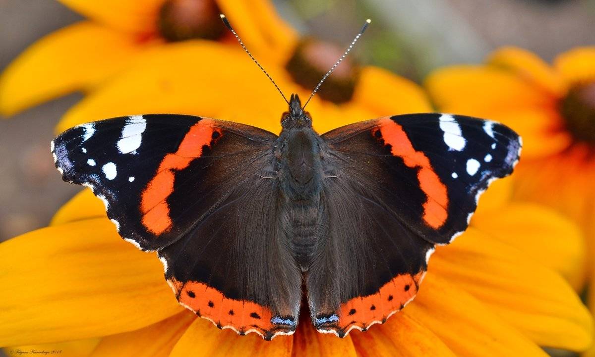 Бабочка - фото и видео яркого представителя мира насекомых. описание, виды, жизненный цикл