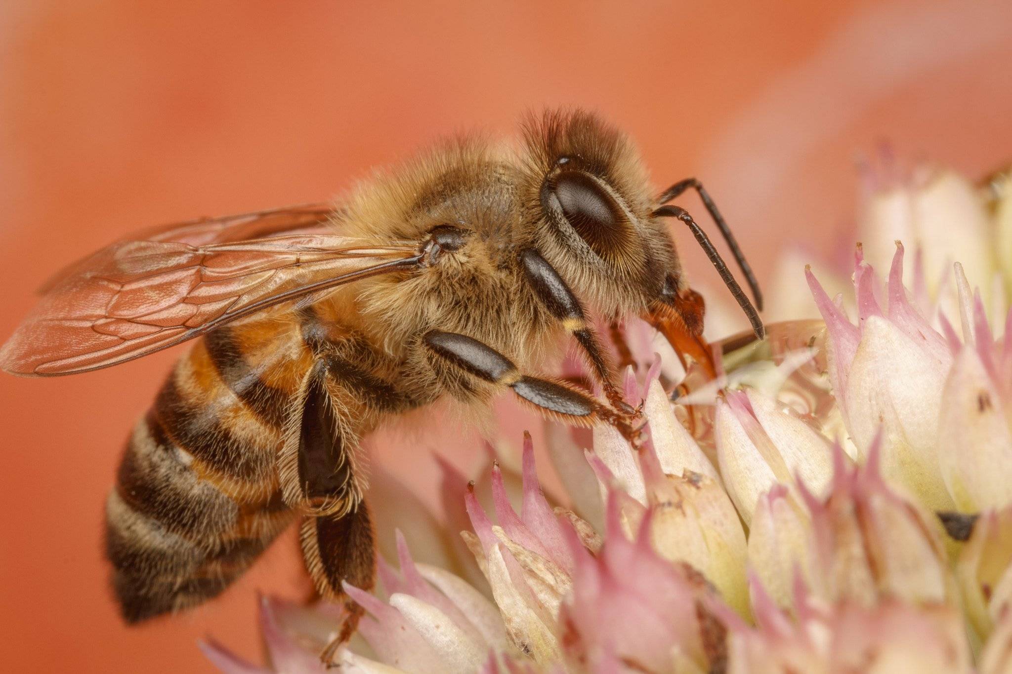Пчеловодство. особенности медоносных пчел.