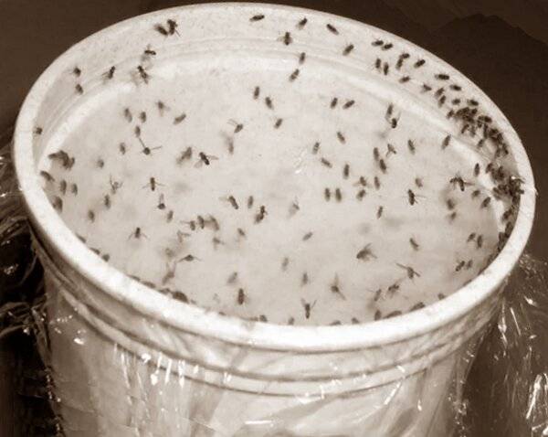 Как избавиться от ростковой мухи в огороде
