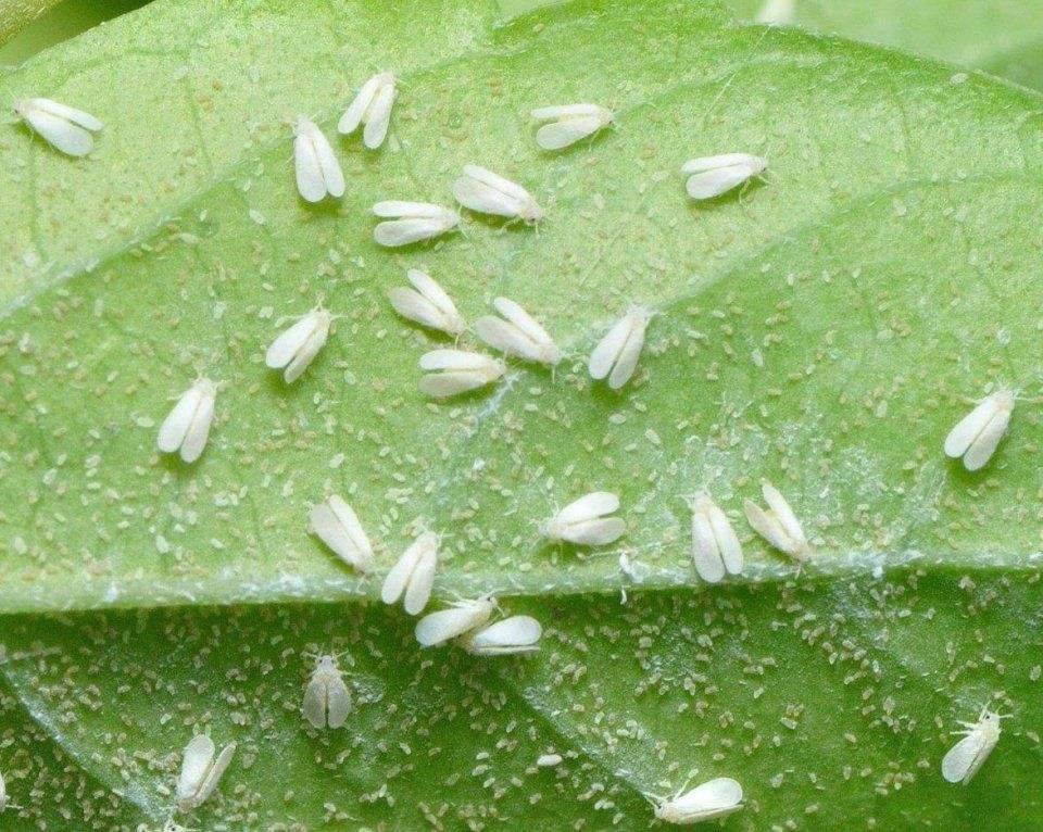 Как эффективно бороться в домашних условиях с насекомым — белокрылкой, которая поедает комнатные растения