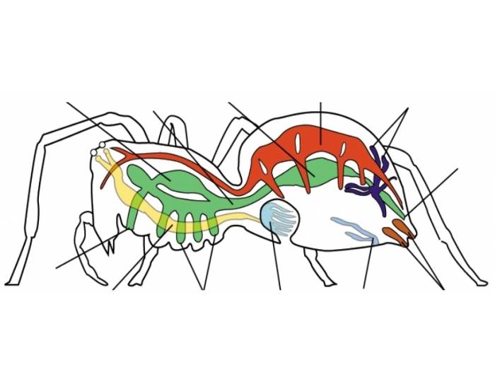 Строение паука-крестовика: внешние и внутренние особенности, образ жизни