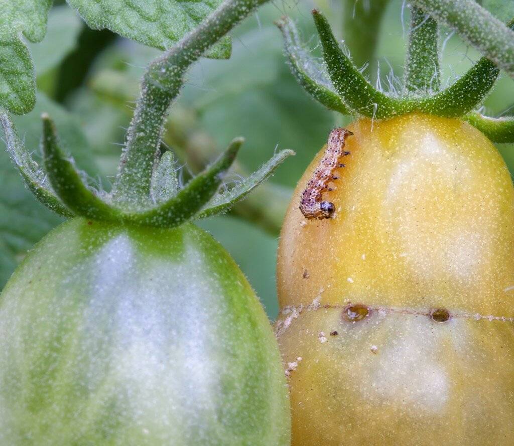 Борьба с белокрылкой на томатах в теплице