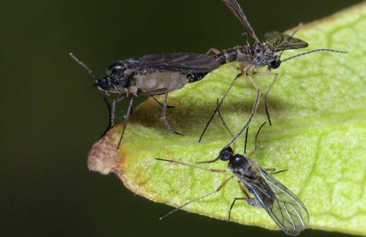 Грибной комарик или сциарида. как избавиться, фото | wikibotanika.ru