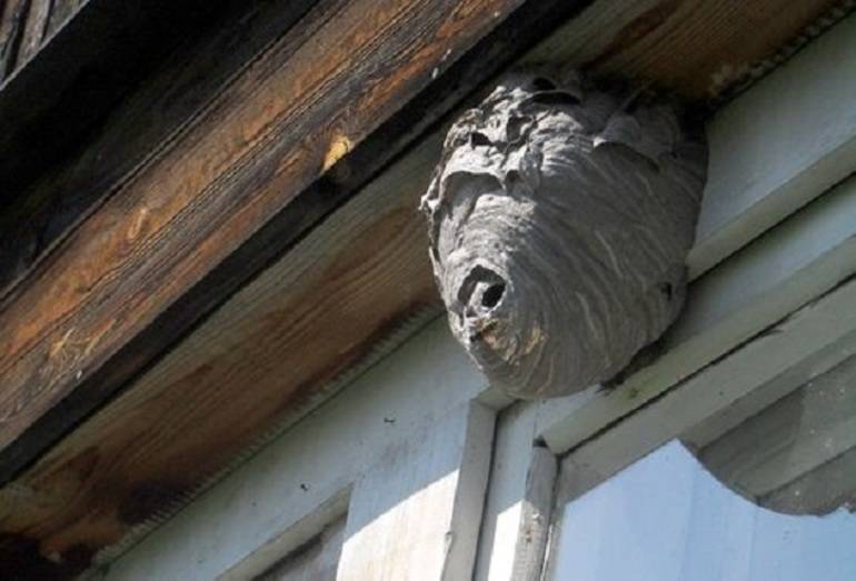 Как избавиться от ос и осиных гнезд на даче и в доме: лучшие средства для их уничтожения