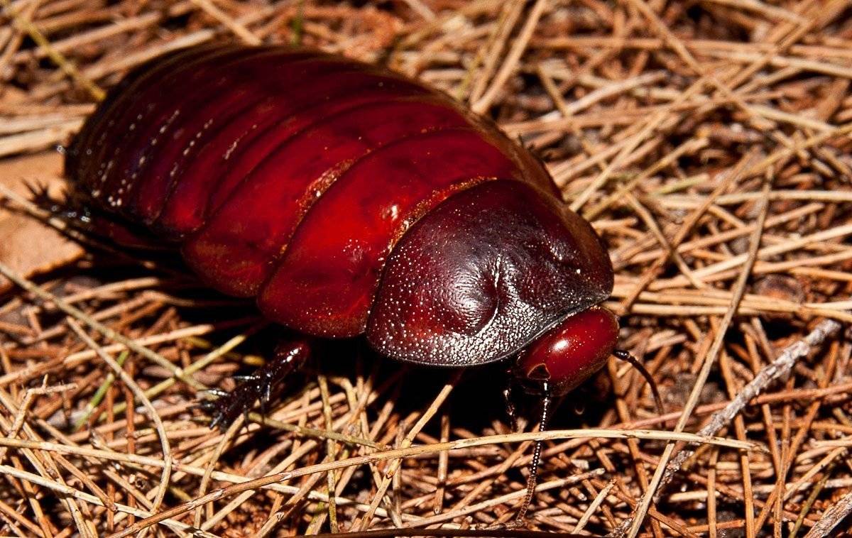 Мадагаскарец – самый большой таракан в мире