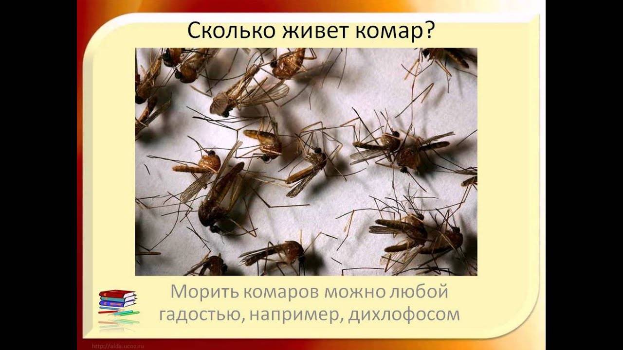 Интересные факты о комарах: сколько весит, когда спят, скорость и т.д.