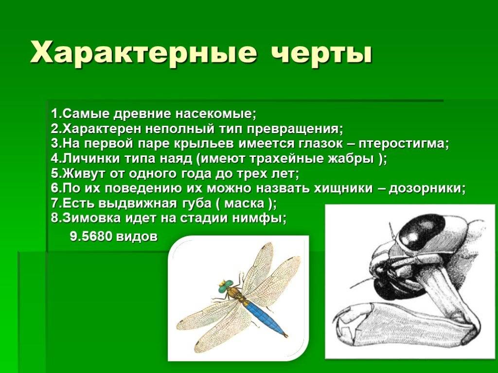 Стрекоза насекомое. образ жизни и среда обитания стрекозы | животный мир