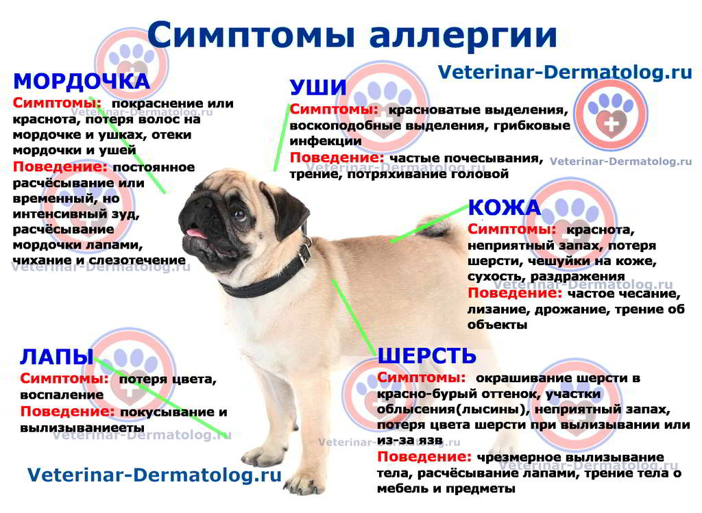 Почему собака чешется, если нет блох: причины и симптомы заболеваний | beauty-line14a.ru
