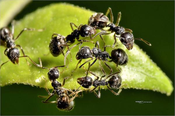 Как избавиться от черных муравьев в доме