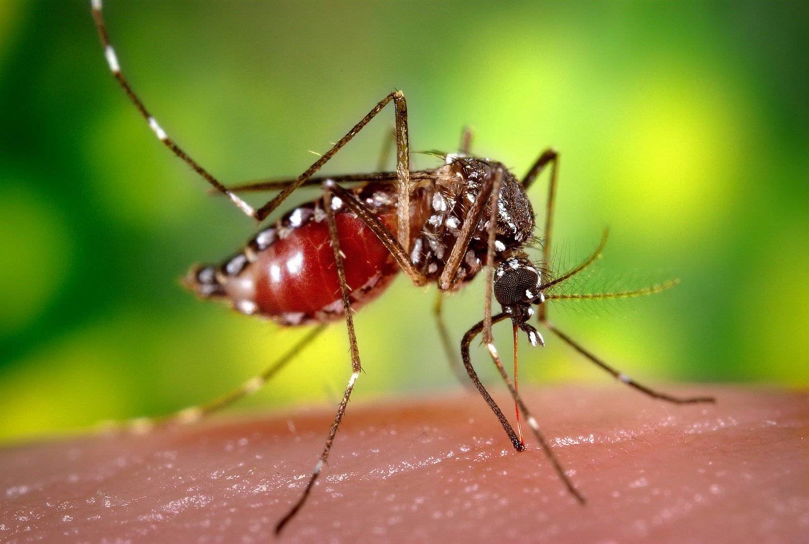 Комар – виды и их описание, образ жизни и среда обитания, опасность для человека