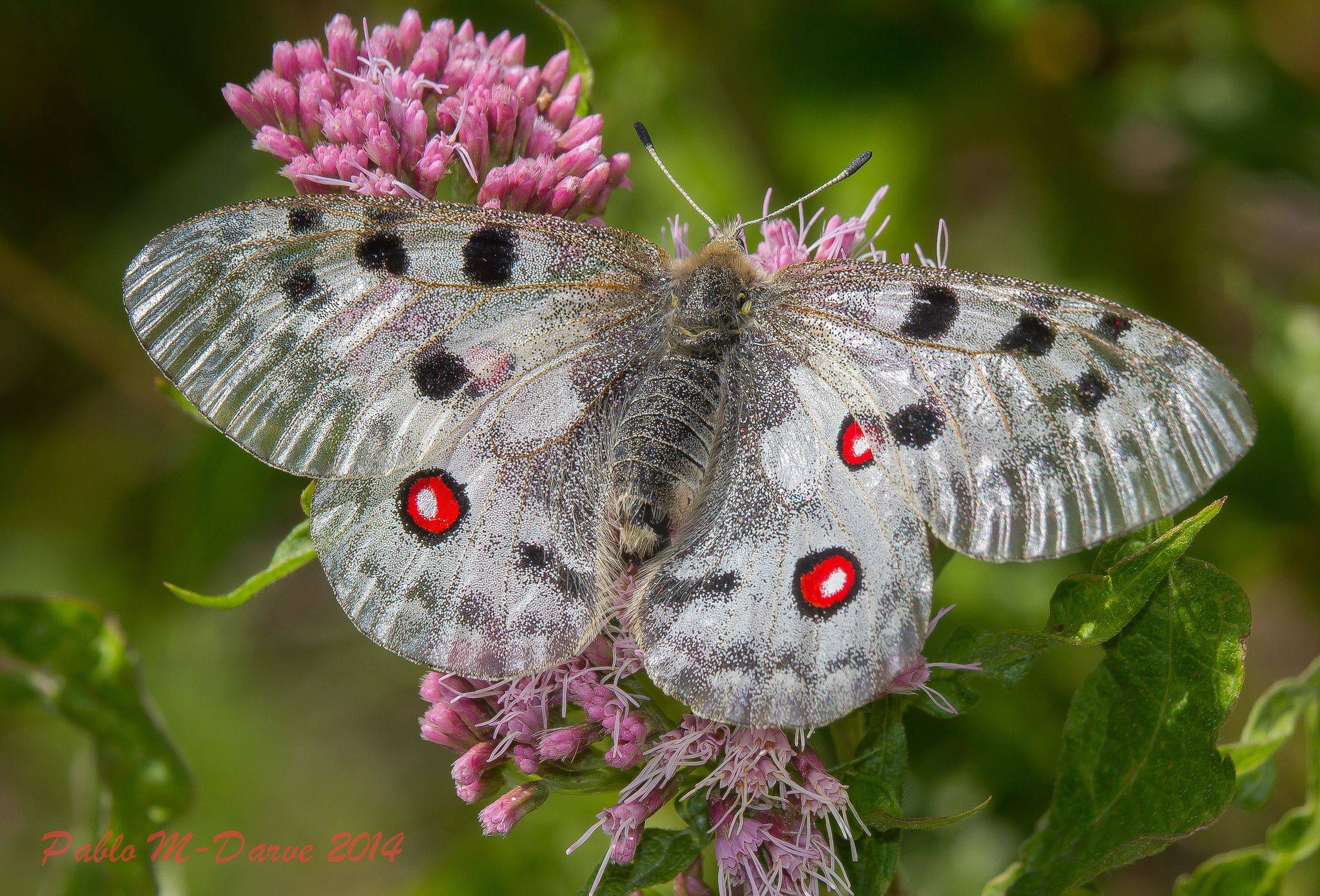 Бабочка аполлон: образ жизни и среда обитания