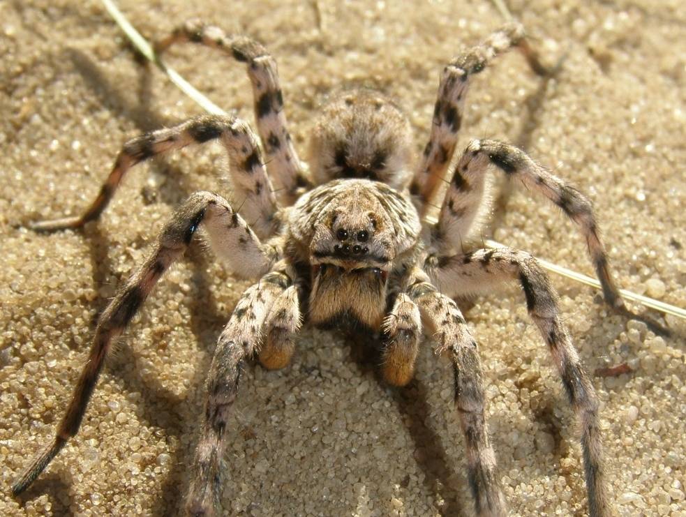 Паук тарантул (лат. lycosa)