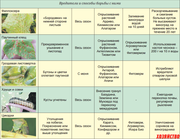 Вредитель щитовка: описание видов и методы борьбы с насекомым