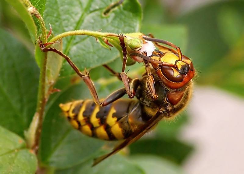 Матка осы, разновидности и образ жизни насекомых: как они выглядят и размножаются, для чего нужны?