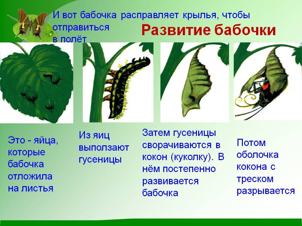 Гусеница - 94 фото самых необычных и красивых личинок бабочек