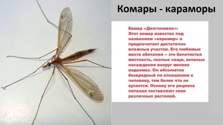 Самые любопытные виды комаров – опасные малыши и безвредные гиганты