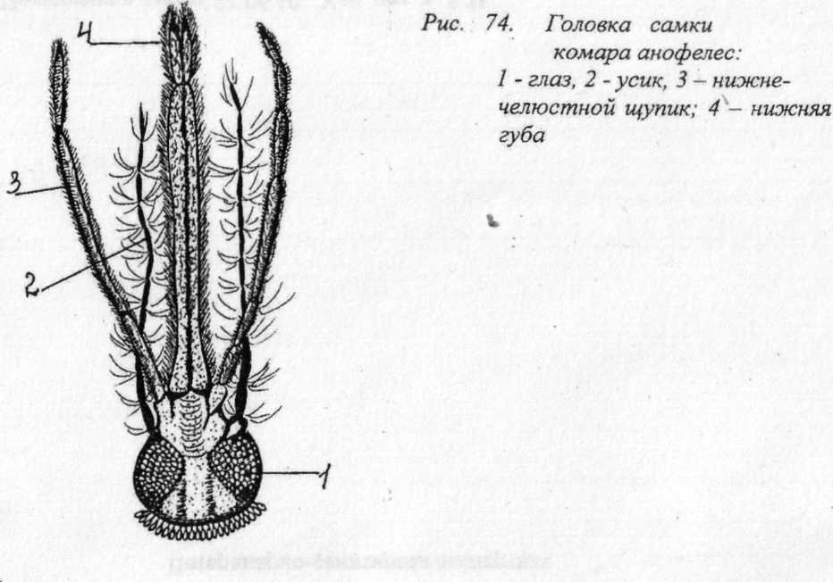 Характеристики мухомора мухомора, жизненный цикл, питание и размножение