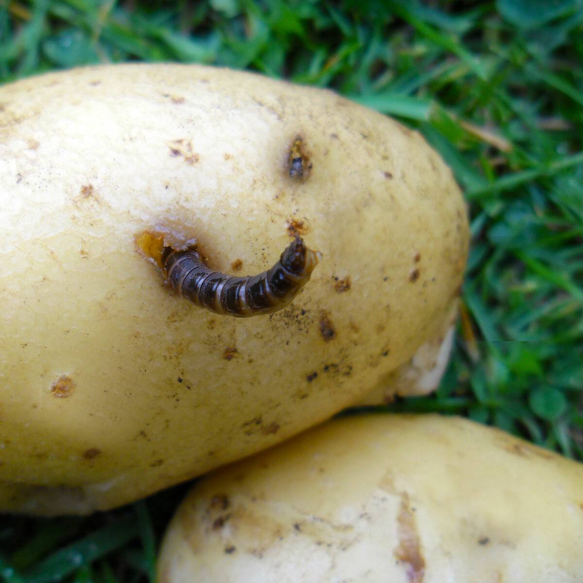 Как бороться с проволочником на картофеле: 3 основных способа
