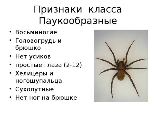 Отличия паука и насекомых
