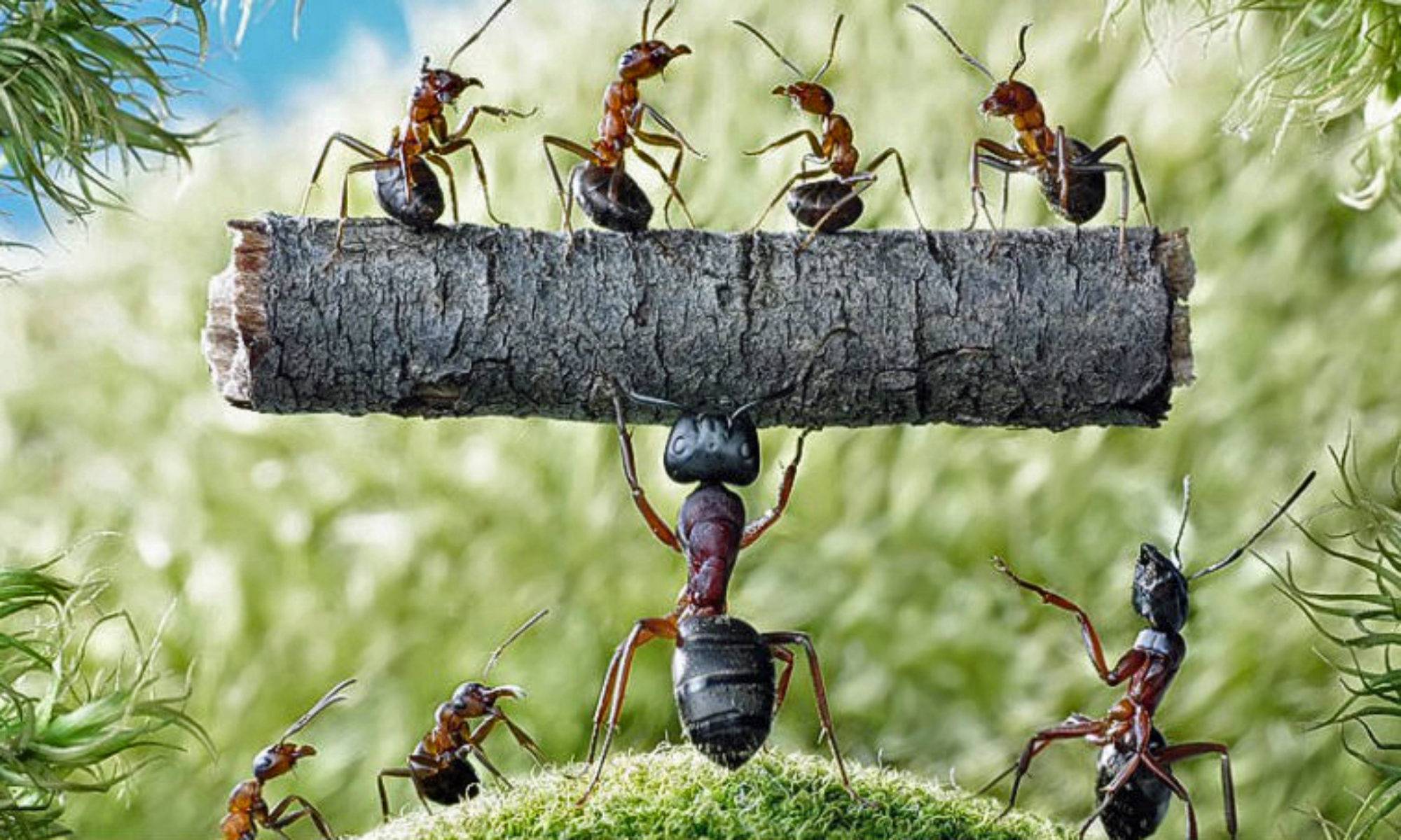 Как избавиться от садовых муравьев на даче (в теплице и огороде): лучшие средства