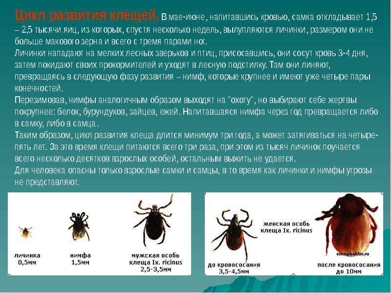 Заражение энцефалитом возможно при ответ. Клещи иксодовые клещевой энцефалит. Клещевой энцефалит Таежный энцефалит. Внешний вид клеща энцефалитного. Энцефалитный клещ и обычный клещ.