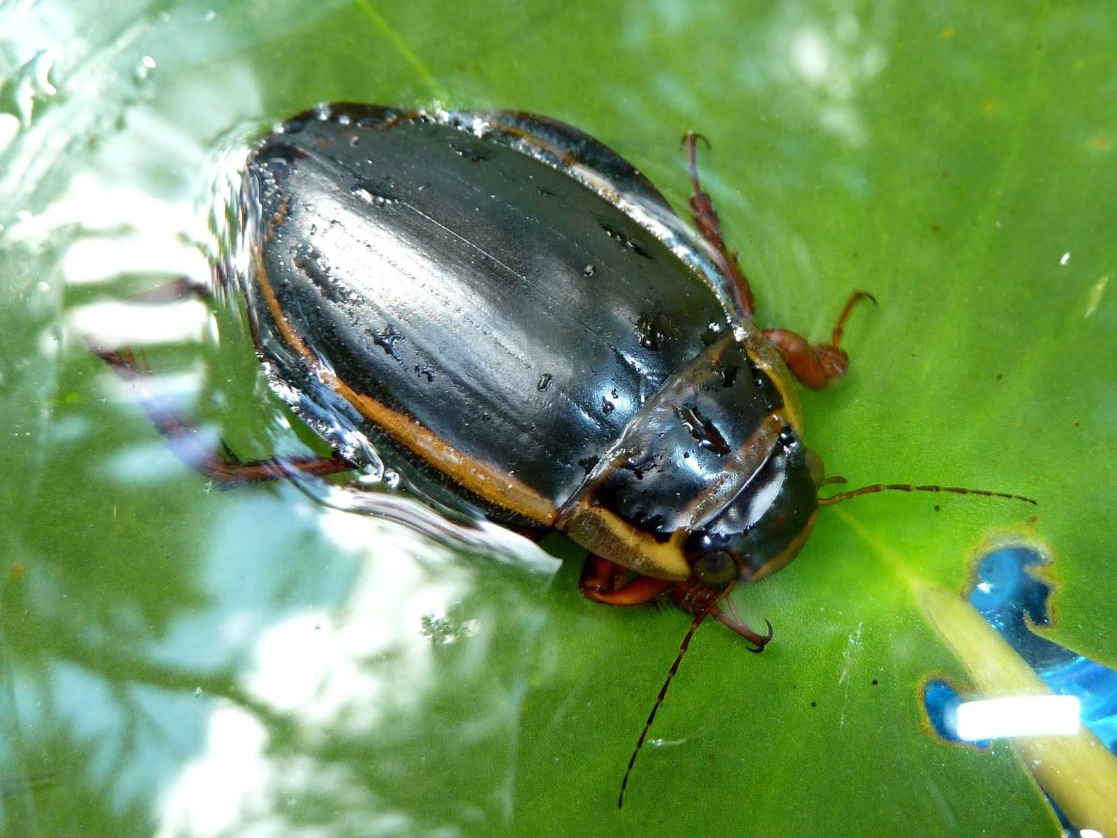Жук плавунец — интересные факты о насекомом | vivareit