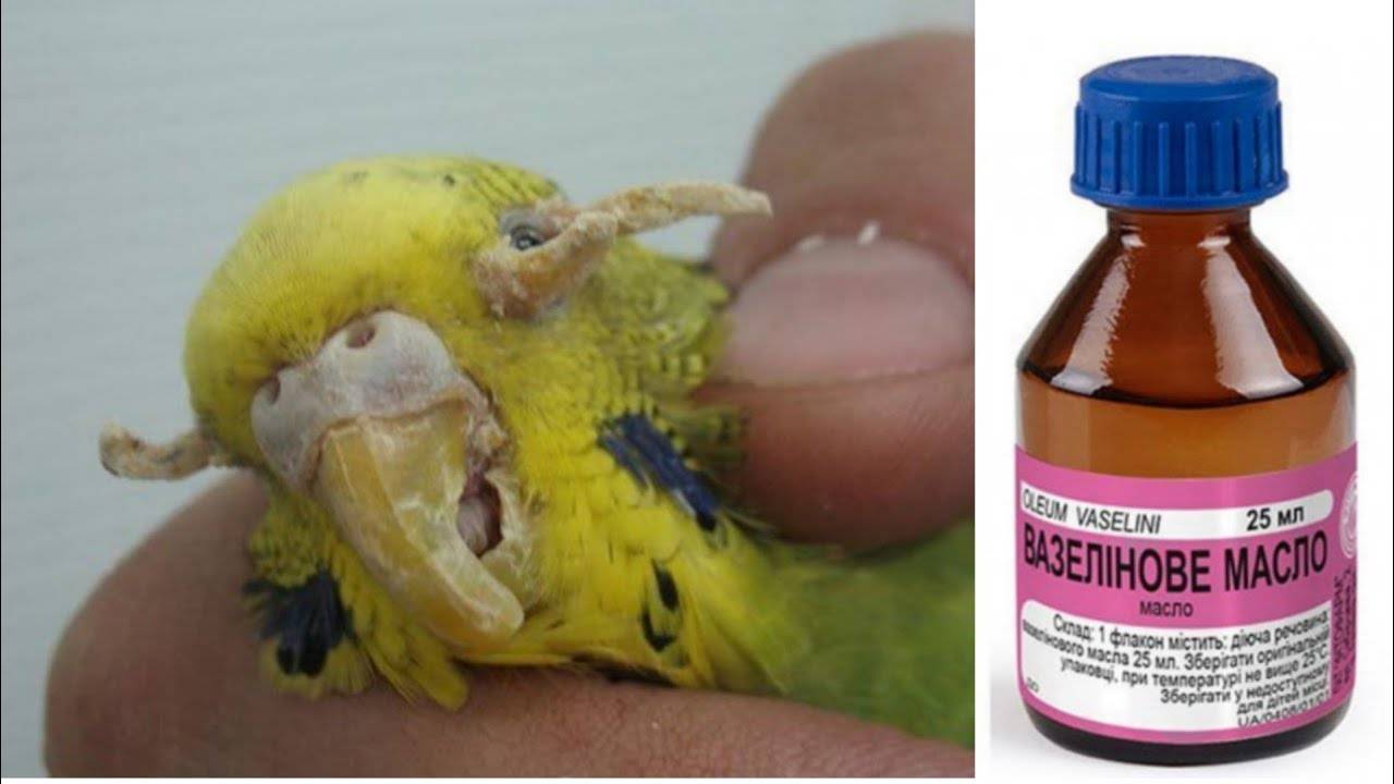 Лечение клеща у волнистого попугая: трахейный, перьевой