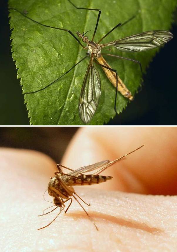 Комар - не назойливое насекомое, а художественный персонаж