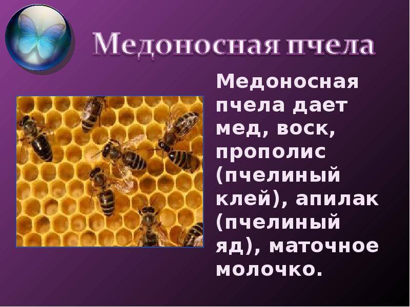 Исследование конечностей домашней пчелы какая биологическая наука. Пчела для презентации. Пчела медоносная описание. Одомашненные пчелы. Пчела структура.