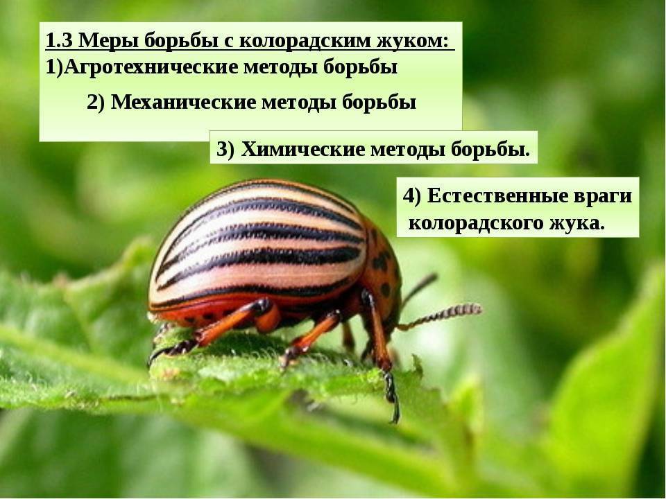 Колорадский жук: способы борьбы с вредителем и их особенности