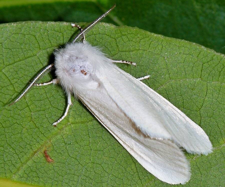 Карантинный вредитель американская белая бабочка — насекомое со зверским аппетитом