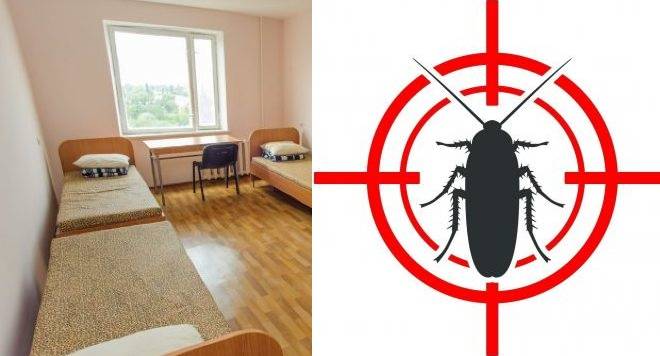 Тараканы в общежитии: как избавиться от надоедливых соседей