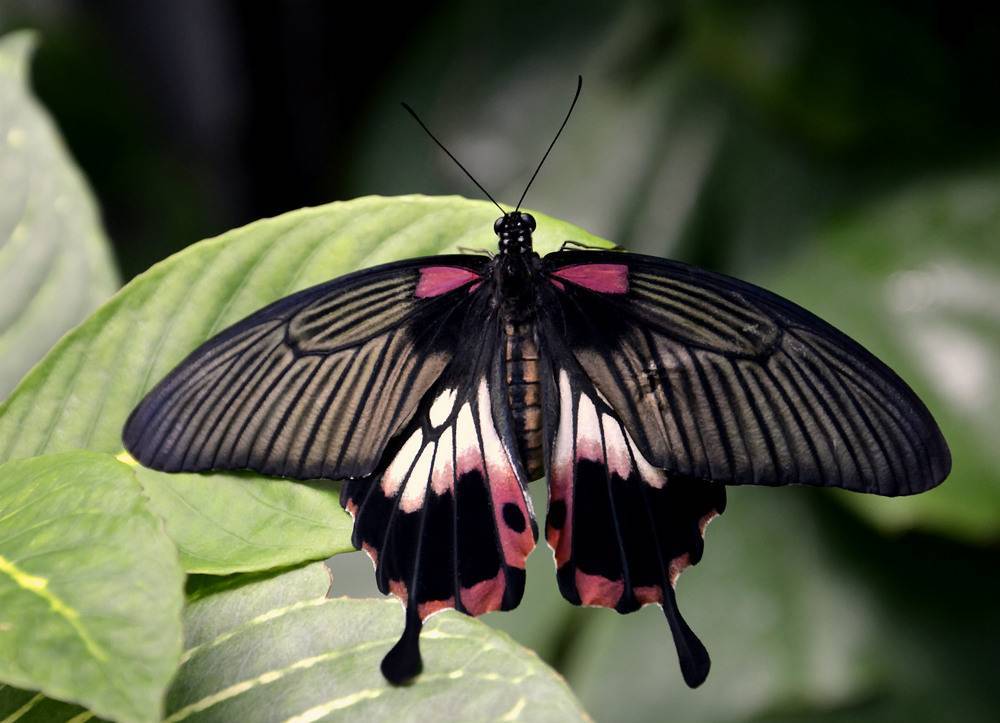 Бабочка капустница – портрет опасного вредителя