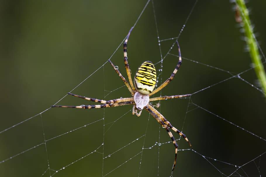 Самые красивые и милые пауки в мире – фото, названия и описание