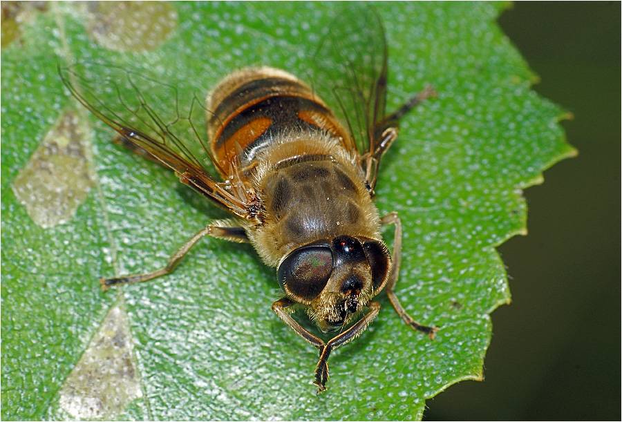 Пчеловидка цепкая — муха, притворяющаяся пчелой