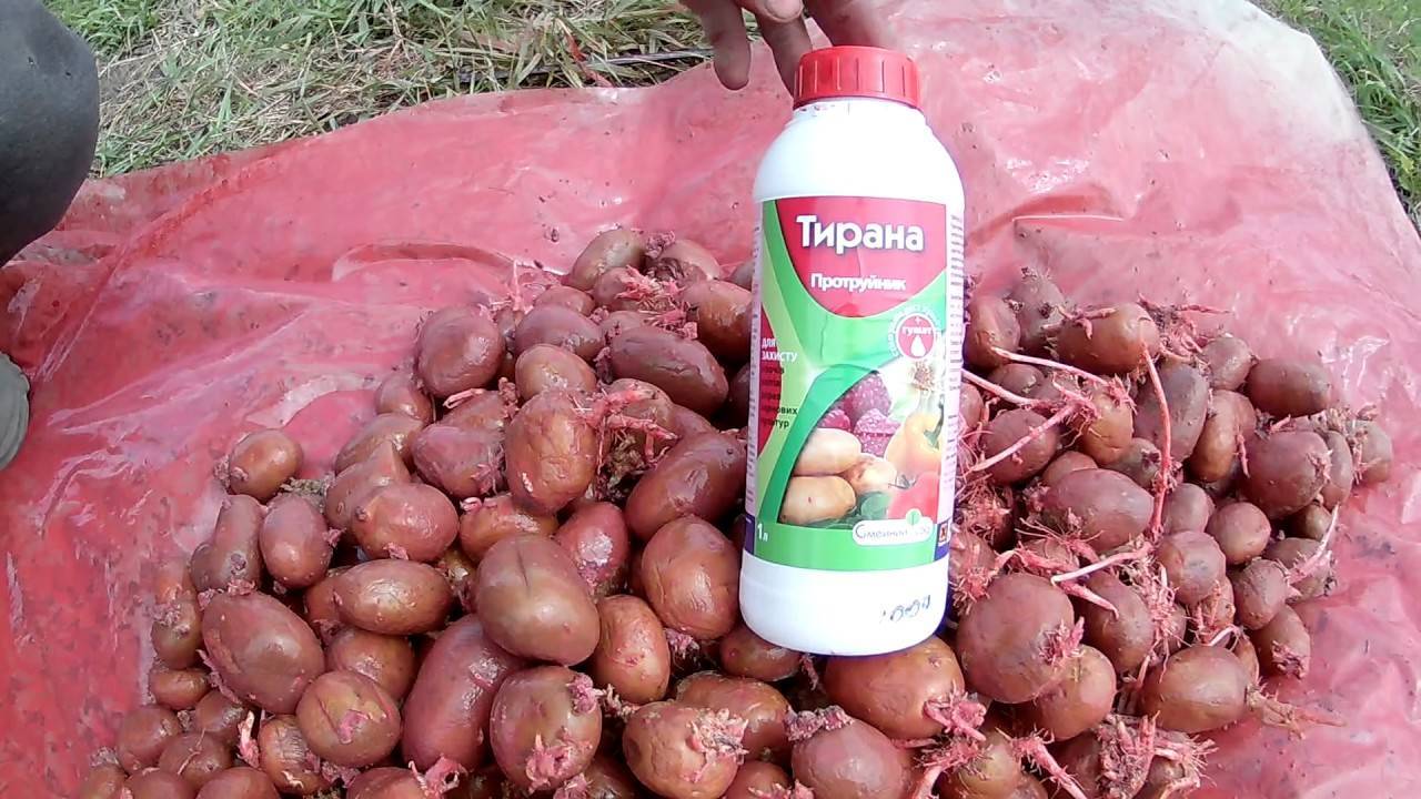 Обработка картофеля перед посадкой: чем обработать от колорадского жука