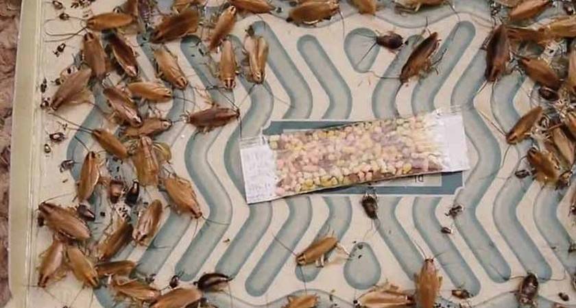 Как поймать таракана в домашних условиях