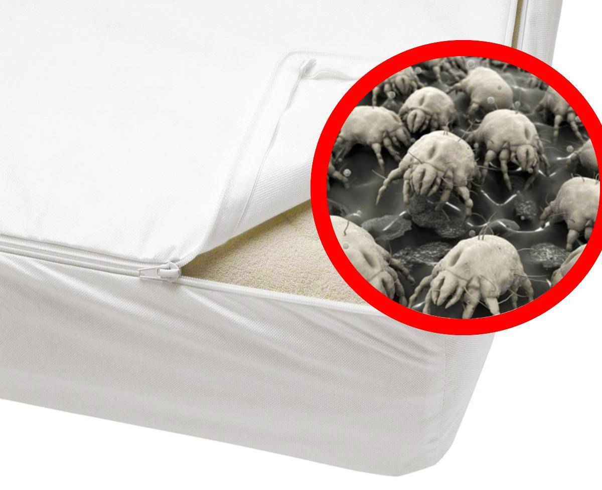 Пылевые клещи в подушках: как избавиться?