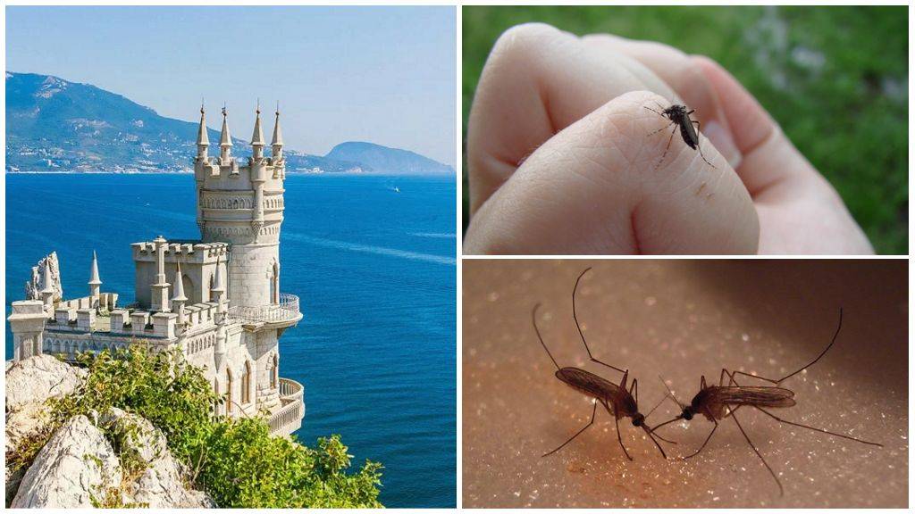 Есть ли комары в Крыму